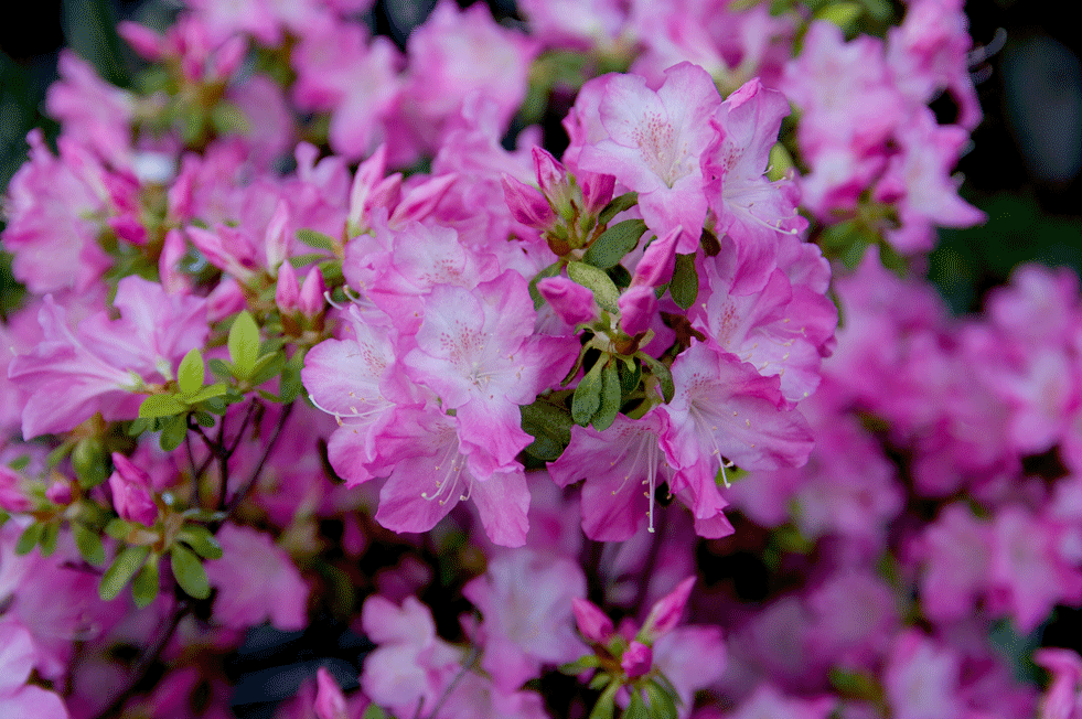 根津神社 つつじまつり(東京都文京区)_c0223825_127860.gif