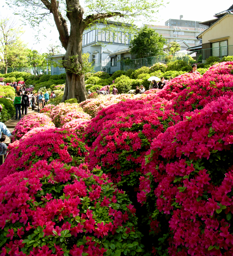 根津神社 つつじまつり(東京都文京区)_c0223825_133490.gif
