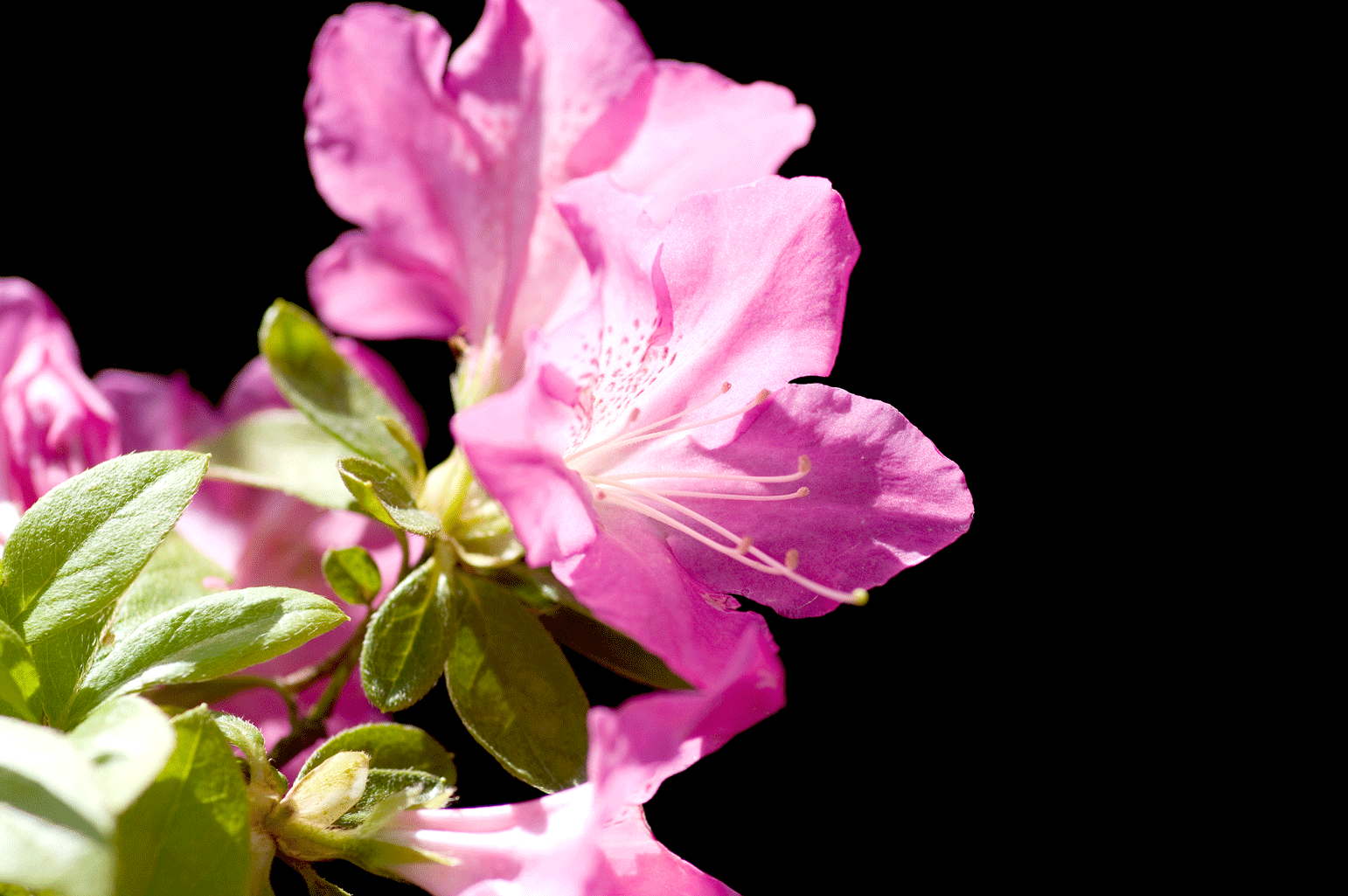 根津神社 つつじまつり(東京都文京区)_c0223825_141223.gif