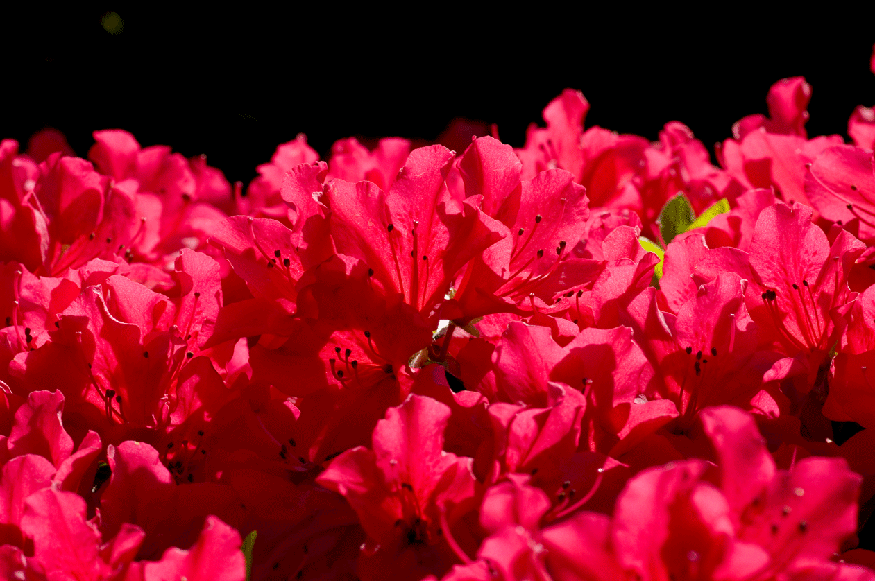 根津神社 つつじまつり(東京都文京区)_c0223825_142869.gif
