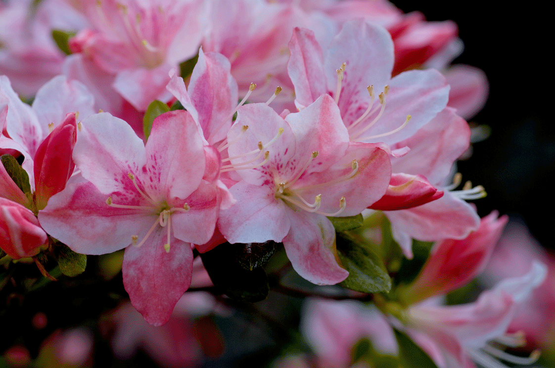 根津神社 つつじまつり(東京都文京区)_c0223825_151491.gif