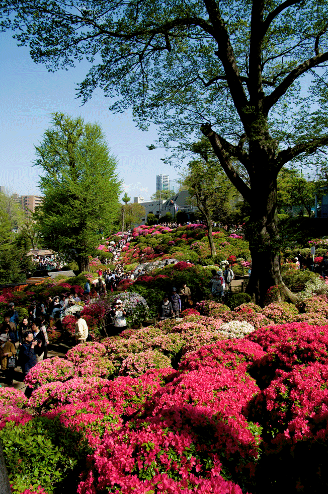 根津神社 つつじまつり(東京都文京区)_c0223825_171786.gif