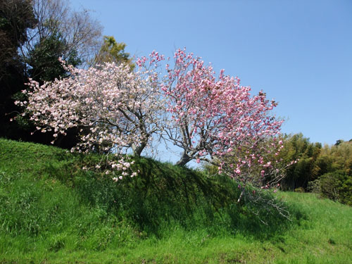 f0147025_17434543.jpg