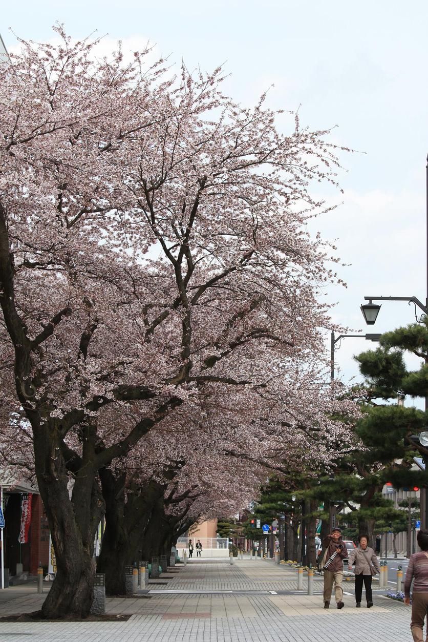 十和田官庁街の桜_a0123331_1519581.jpg