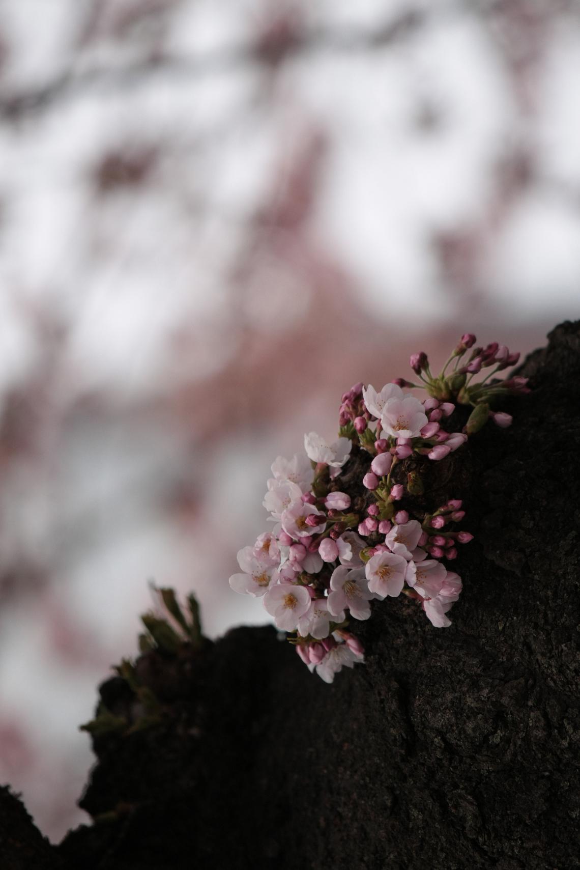 十和田官庁街の桜_a0123331_15214188.jpg