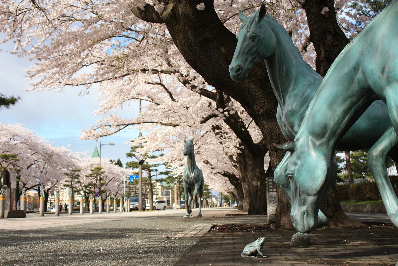 十和田官庁街の桜_a0123331_15265232.jpg