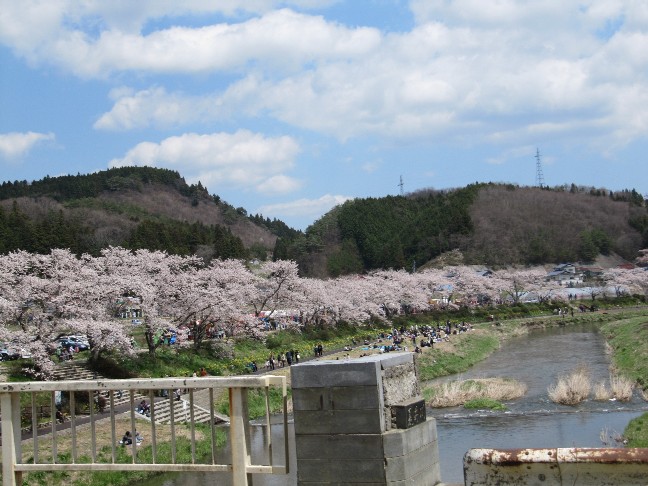 夏井の千本桜_b0189733_21525113.jpg