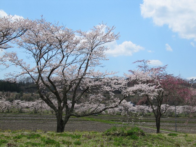 夏井の千本桜_b0189733_21543372.jpg