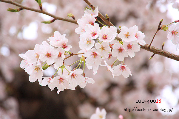 《花》　染井吉野（桜）2　18-270mm　（市民の森）_c0080036_22304860.jpg