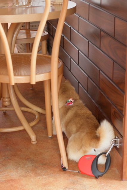 GWはどこに行く?_b0031538_083479.jpg