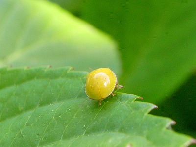 d0113340_22444961.jpg