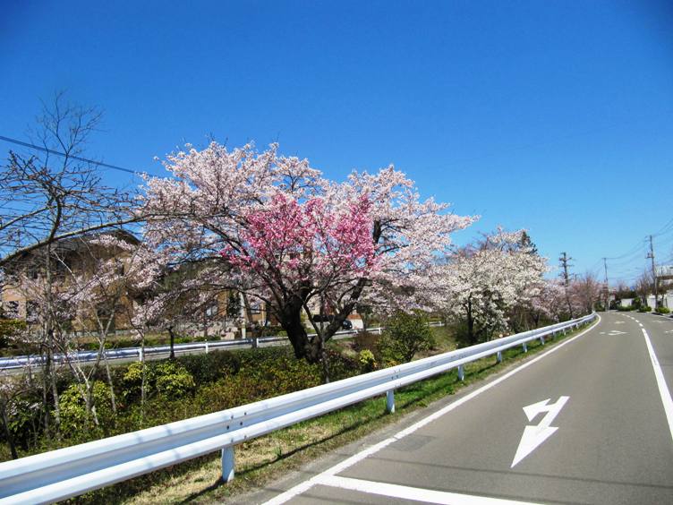 仙台の桜_e0026744_1422620.jpg