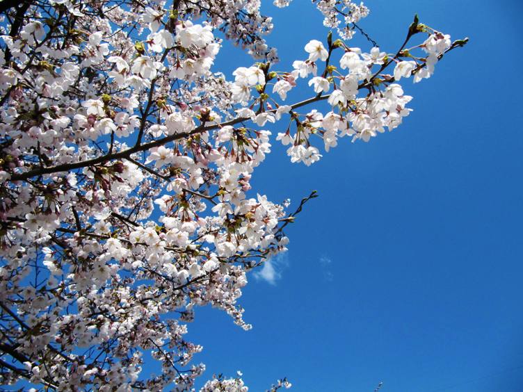 仙台の桜_e0026744_1442947.jpg