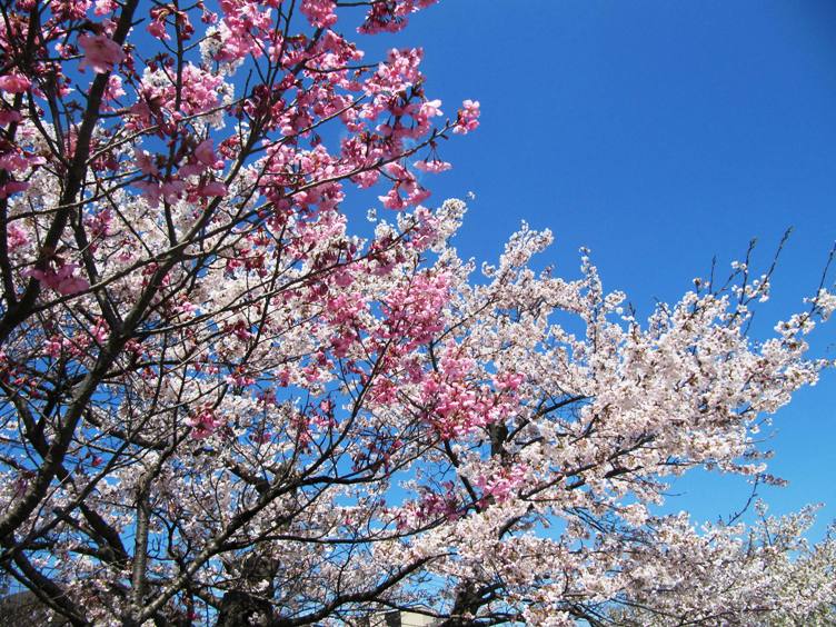 仙台の桜_e0026744_145163.jpg