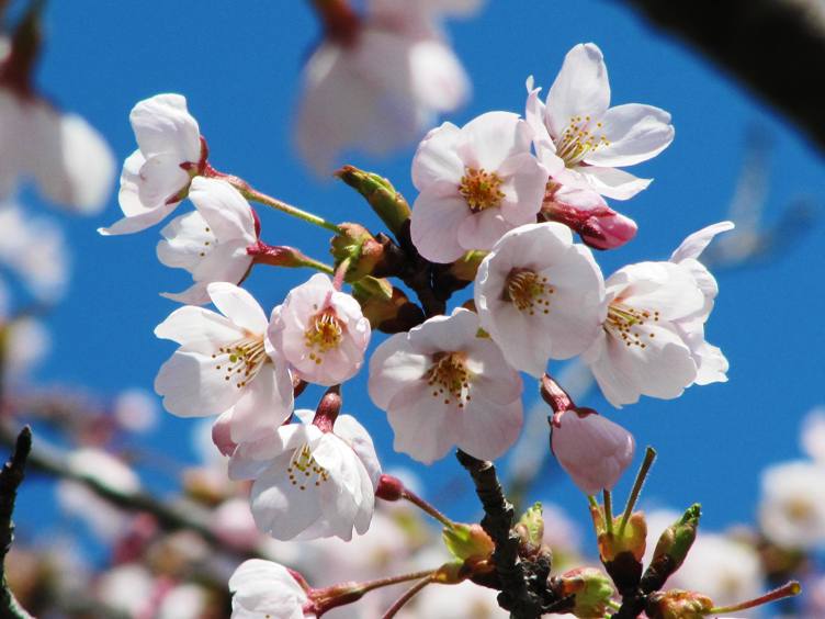 仙台の桜_e0026744_1453846.jpg