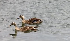 a0089450_822306.jpg