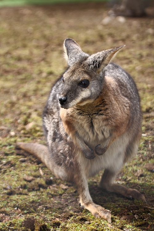 猿回しと小動物_c0198351_7462511.jpg