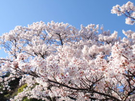 鞍馬寺　－京都　春のたび　２日目③－_a0155452_312075.jpg