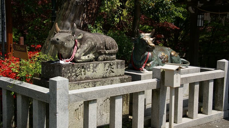 八条池中堤の霧島躑躅 （長岡京 長岡天満宮 ） (2010年05月01日)_c0119555_22362080.jpg