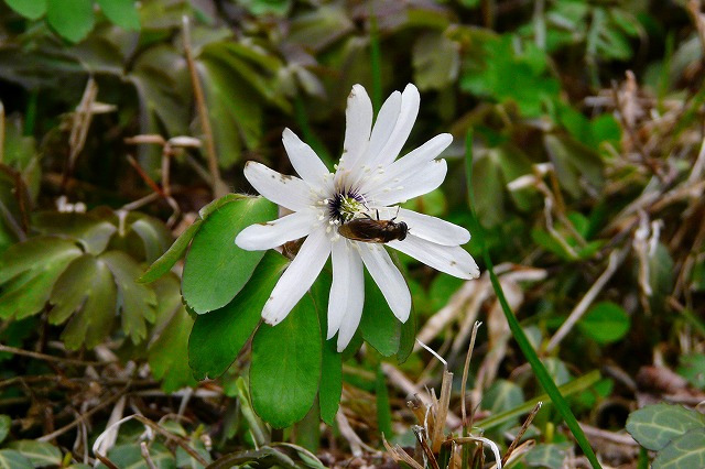 やっと春の花が～～_d0041158_611519.jpg