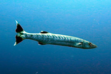 d0113459_8485536.jpg