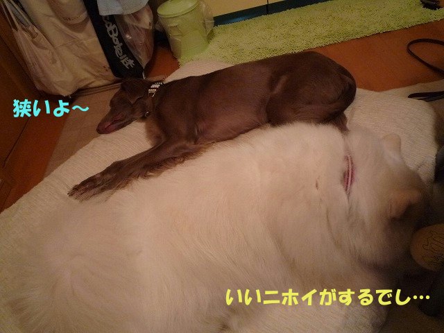 e0176159_13291716.jpg