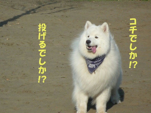 e0176159_23415411.jpg