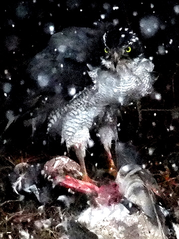b0165760_22235978.jpg