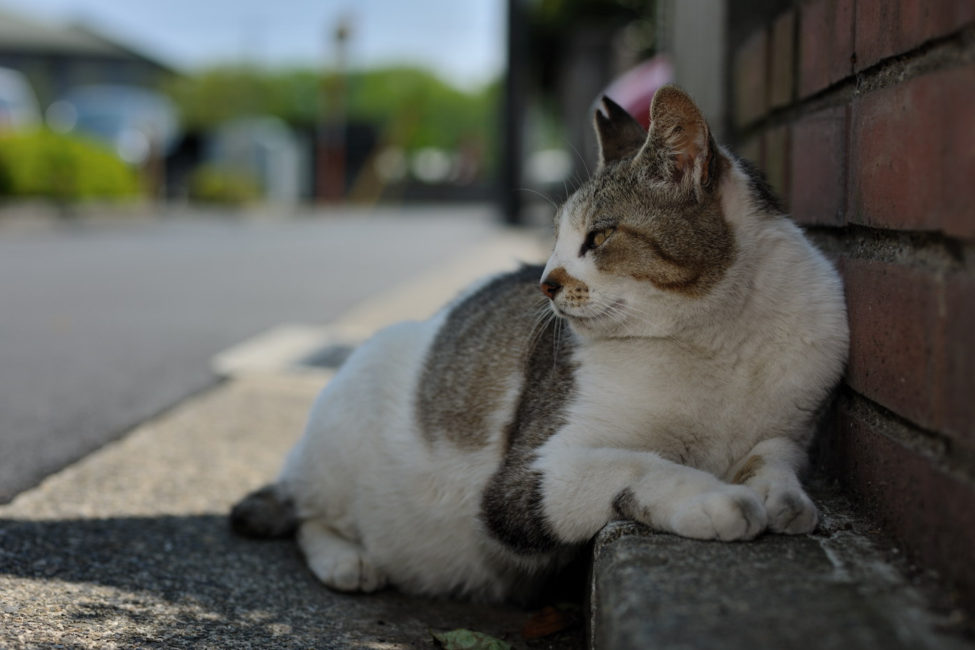 猫達との連休はじまり　はじまり〜_f0011273_13442024.jpg