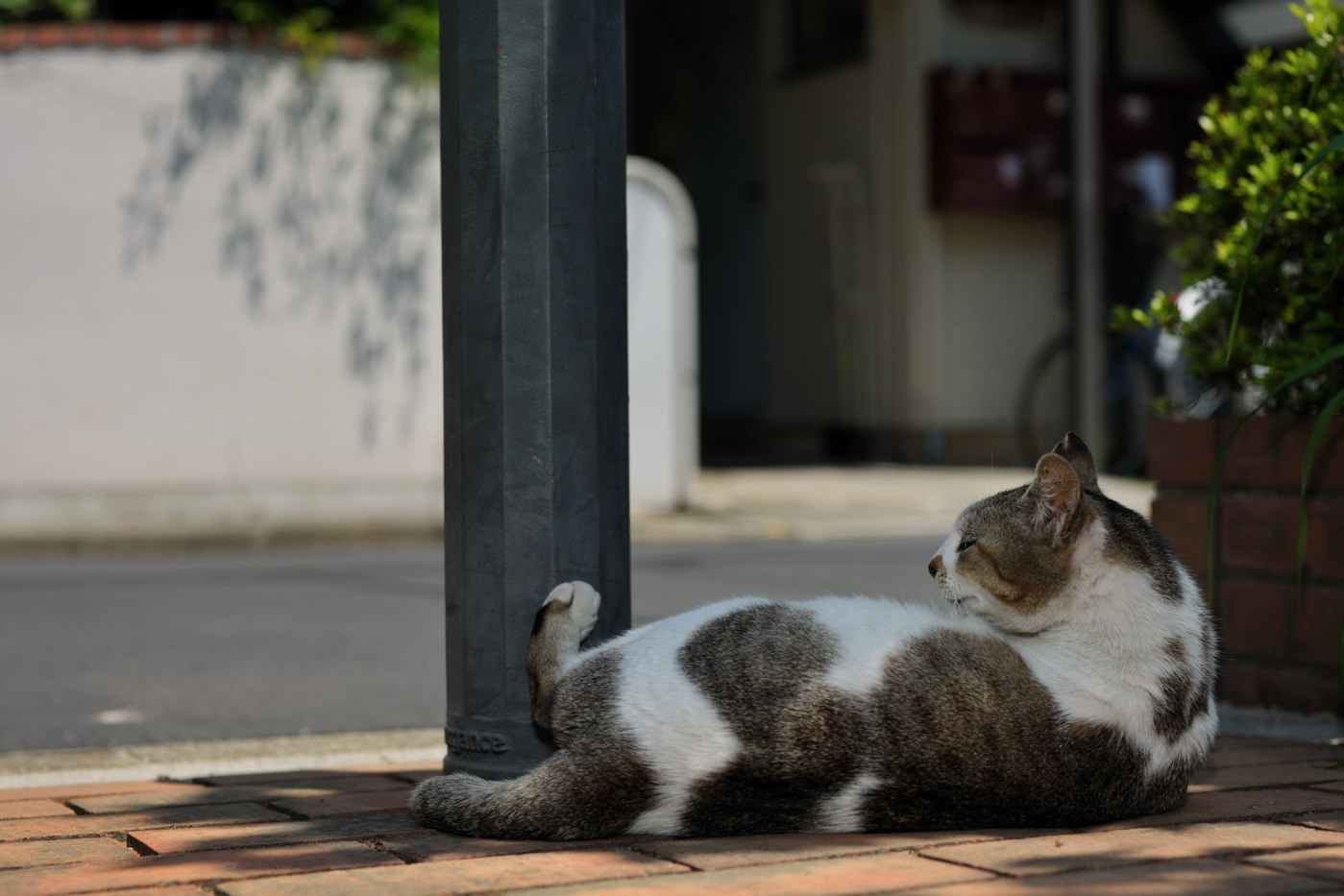 猫達との連休はじまり　はじまり〜_f0011273_13451678.jpg