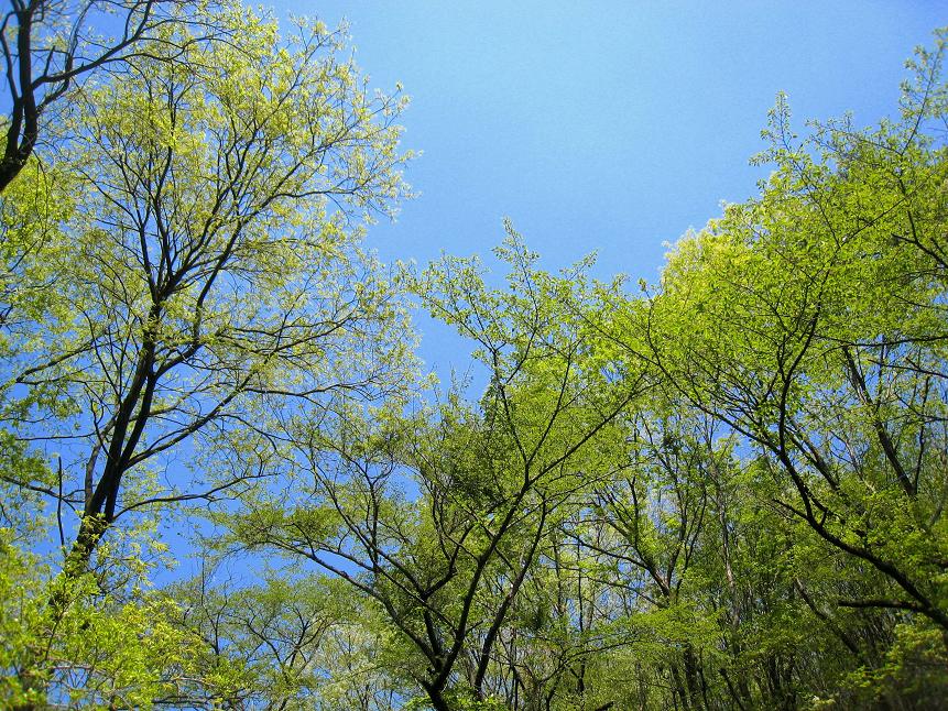 2010ニホンカワトンボ その1_a0107574_18401452.jpg