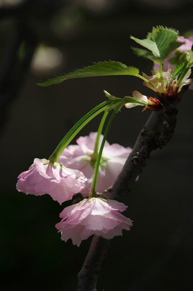 八重桜のころ_f0192778_1102667.jpg