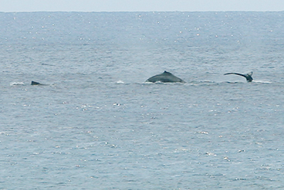 c0218179_875533.jpg