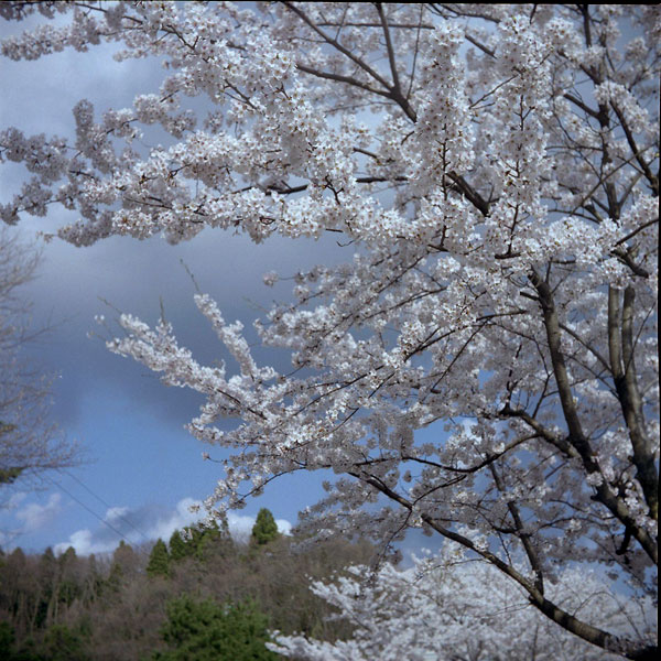 あの日のサクラ　2010.4.24_e0082981_0523496.jpg