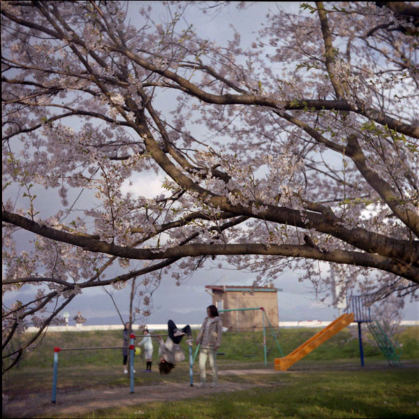 あの日のサクラ　2010.4.24_e0082981_0534392.jpg