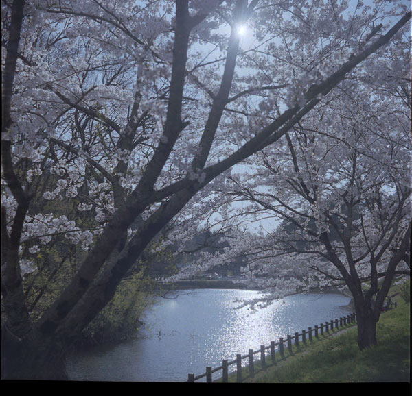 あの日のサクラ　2010.4.24_e0082981_053755.jpg