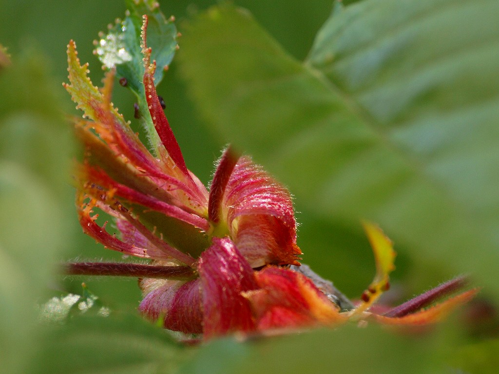 ハナミズキ オオデマリ ホウチャクソウ カントウタンポポ 赤い新芽 ヒレンジャク 花と葉っぱ