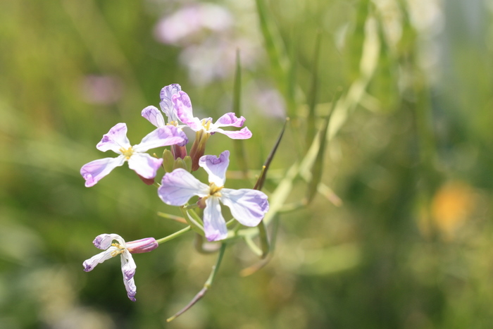 ハマダイコンの花と実 空に近い週末 めっせーじ Vol 2 ハマダイコンの花と実 空に近い週末 めっせーじ Vol 2