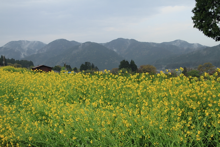 大原_e0051888_3595739.jpg