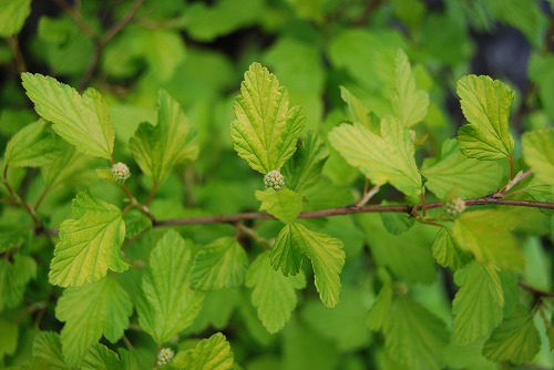 c0124100_23371775.jpg