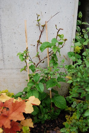c0124100_2338663.jpg