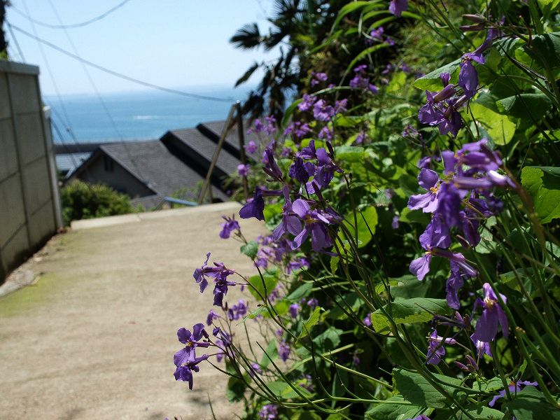 江ノ島の猫　2010/05/01_a0114003_22595662.jpg