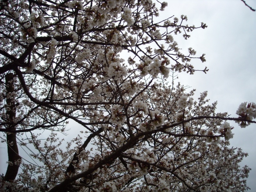 c0193304_1425491.jpg
