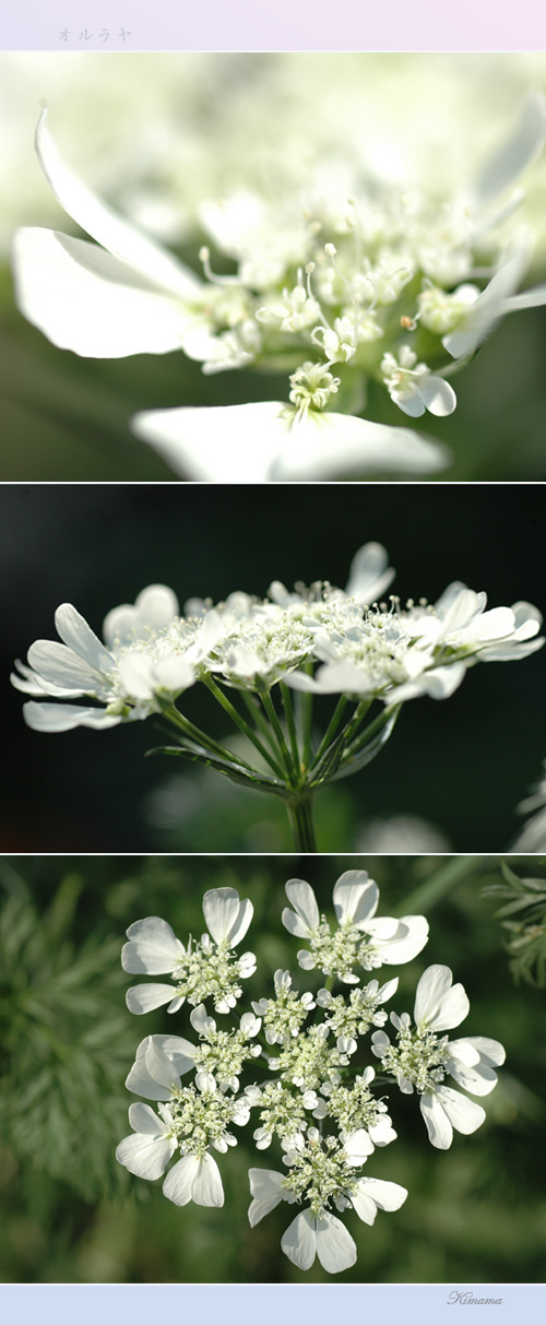 頂いた花・花_c0051105_2326123.jpg
