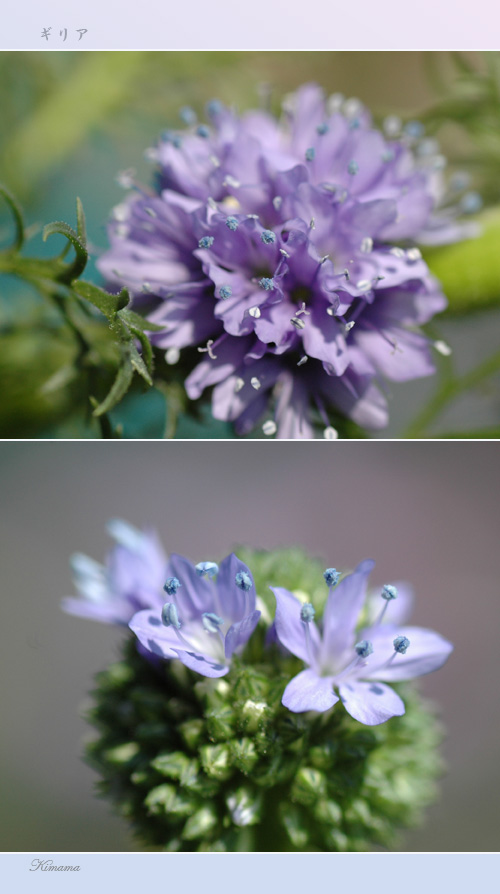 頂いた花・花_c0051105_23291010.jpg