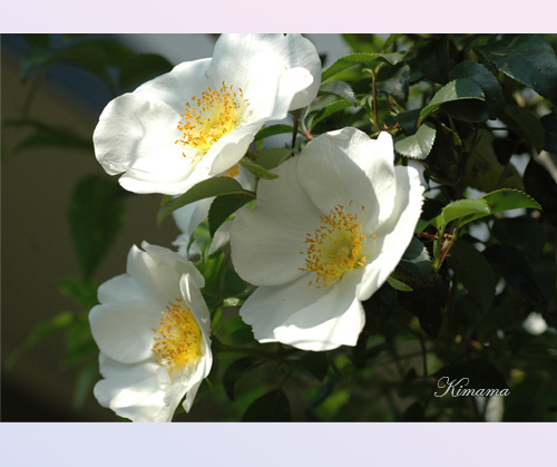 頂いた花・花_c0051105_2336357.jpg