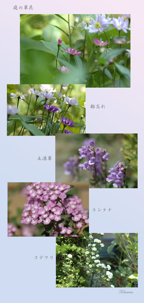 頂いた花・花_c0051105_23453276.jpg