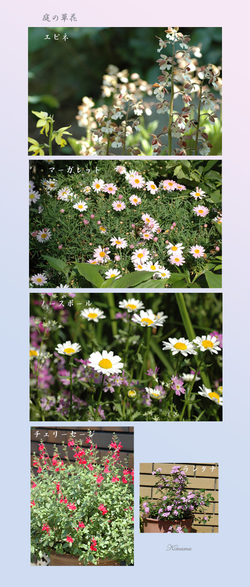 頂いた花・花_c0051105_23465276.jpg