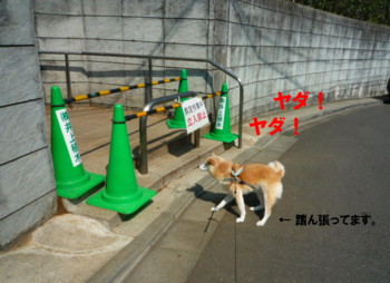 e0131506_23534441.jpg