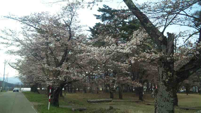 桜が咲きました!_d0099708_15331236.jpg